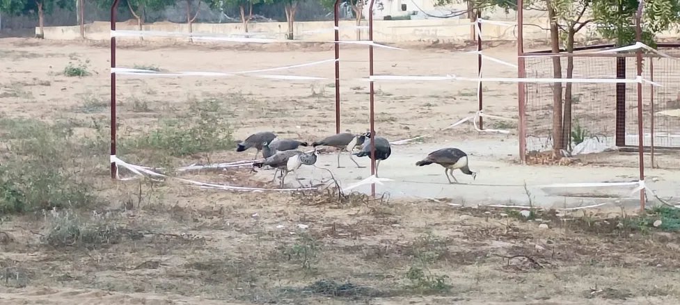 Bird Protection and Chugga Camp